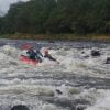 Duckies on the River Spey