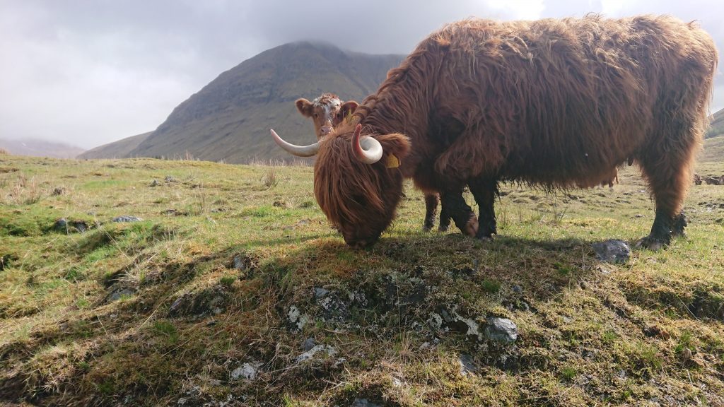 West highland way adventure cow
