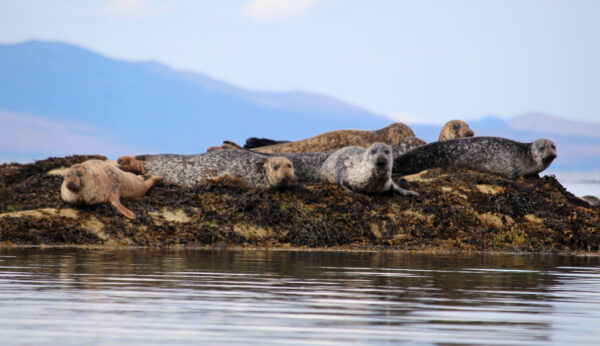 seals, arisaig, scottish wildlife