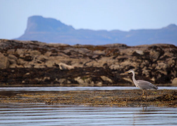 heron wildlife arisaig