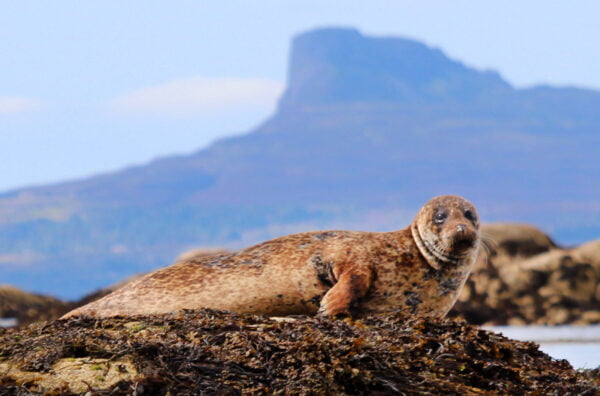 seal wildlife eigg