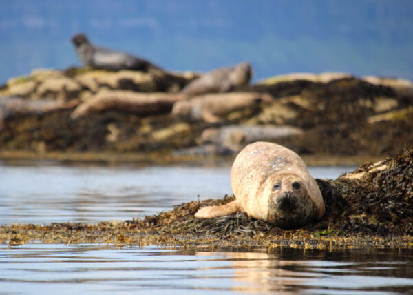 seal wildlife