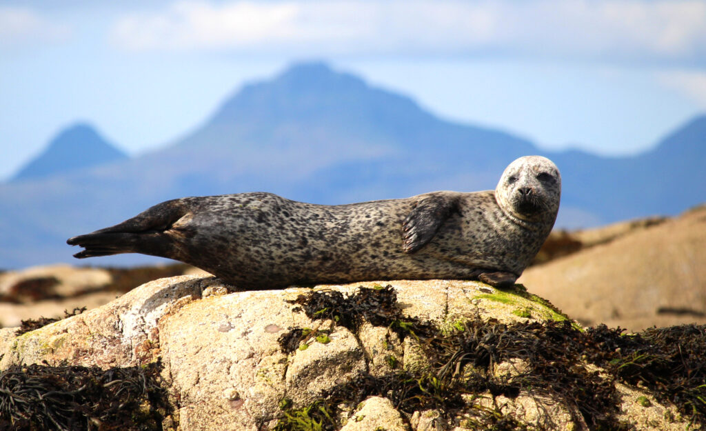 seals arisaig wildlife