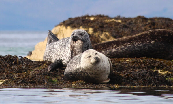 seals wildlife arisaig skerries